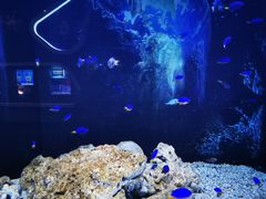 -芜湖新华联大白鲸海洋公园