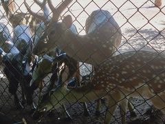 -海南热带野生动植物园