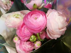 -海翔花行(岭南花卉市场店)