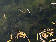 -天鹅湖体育公园