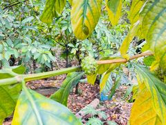 -中国科学院西双版纳热带植物园
