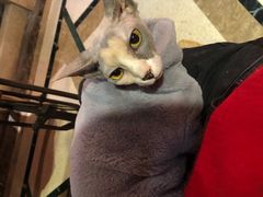 -猫色咖啡·猫咖