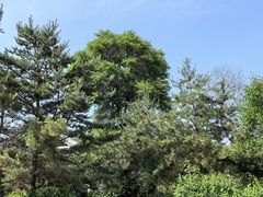 -帽儿山国家森林公园