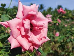 -亚龙湾国际玫瑰谷