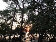 -宝安西湾红树林湿地公园