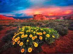 -罗红摄影艺术馆