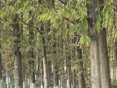 -桤木河湿地公园