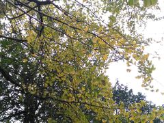 -南雄冯屋银杏山庄