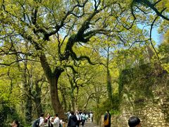 -普陀山风景名胜区-法雨禅寺
