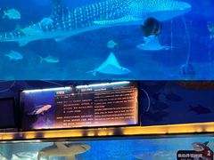-烟台海昌鲸鲨海洋公园