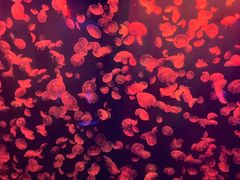 -江和美海洋公园