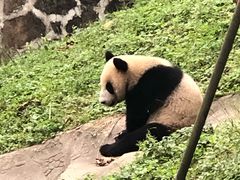 -都江堰中华大熊猫苑