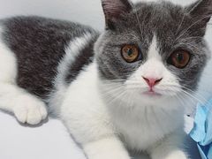 -COLOR PETS 撸猫馆·购猫·猫咖(长风大悦城店)