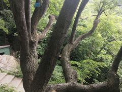 -王顺山国家森林公园