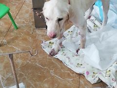 -A猫a狗全科·犬猫异宠·芥西宠物医院(南开总院)