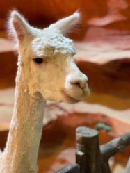 -酷嗒动物文化乐园(cutezoo西溪乐天城店)