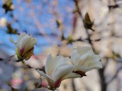 -中国中医科学院西苑医院(本部)