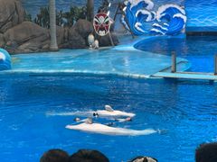 -海合安成都极地海洋公园