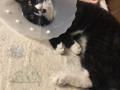 -纳吉亚猫专科动物医院博雅分院
