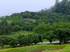 -东莞植物园