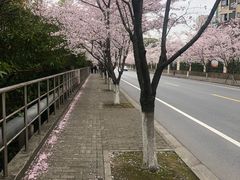 -高东镇樱花园