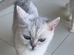-怪兽屋·羊驼·猫咖·狗咖(俊华广场店)