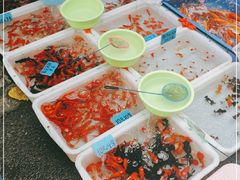 -清平路水族市场