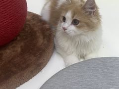 -小猫来了·猫舍(红山六九七九店)