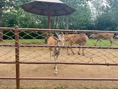 -大连森林动物园