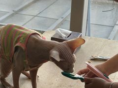 -藏猫猫咖啡主题馆(中央大道店)