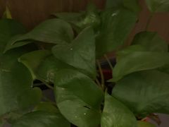 -耳湾躺式采耳SPA馆(保利五月花店)