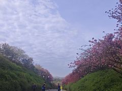 -宜兴龙背山森林公园