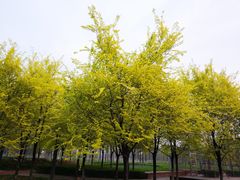 -洨河生态公园