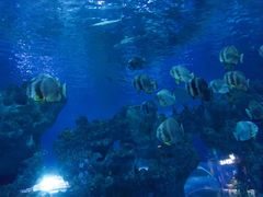 -芜湖新华联大白鲸海洋公园