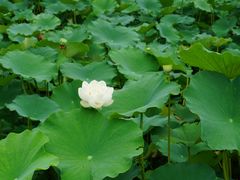 -成都南湖公园