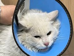 -米苏动物医院·犬猫专科·骨科外科内窥镜