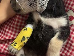 -爱派特动物医院·全科诊疗中心