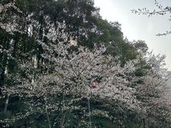 -团城山公园