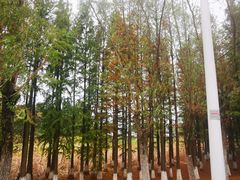 -艾溪湖湿地公园