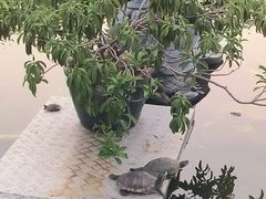 -凤凰山公园-龙王古庙