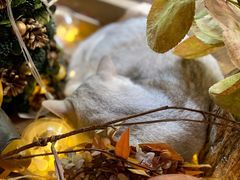 -咖法森林·咖啡  酒吧(天河店)