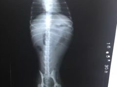 -芭比堂动物医院·犬猫全科·异宠专科(雁塔分院)