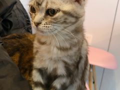 -三花喵·撸猫购宠·宠物生活馆(虹桥南丰城店)