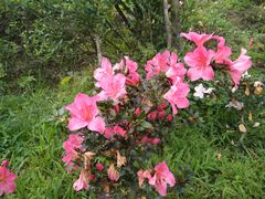 -梧桐山风景名胜区