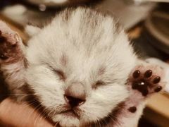 -中农国际动物医院24小时·猫科·骨科·急重症中心