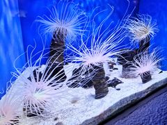 -上海海洋水族馆