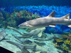 -上海海昌海洋公园-停车场