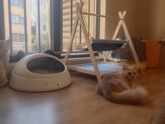 -唐小姐の私宠·宠物洗护美容·撸猫馆·购宠(周浦万达旗舰店)