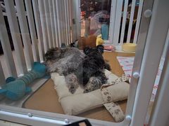 -乖乖宠物医院·猫科·骨科·24小时(云岗分院)