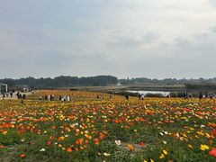 -空港花田景区